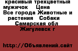 красивый трехцветный мужичок  › Цена ­ 10 000 - Все города Животные и растения » Собаки   . Самарская обл.,Жигулевск г.